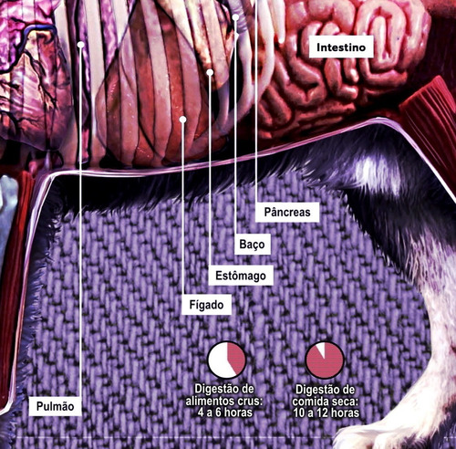 2 Poster 60x90cm Anatomia Animal Cães Gatos Veterinária