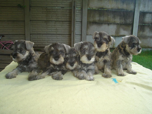 Cachorros Schnauzer Miniatura Lindos 