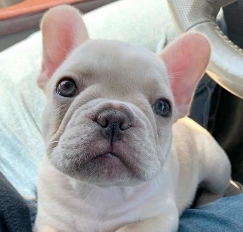 Bulldog Francés Fawn