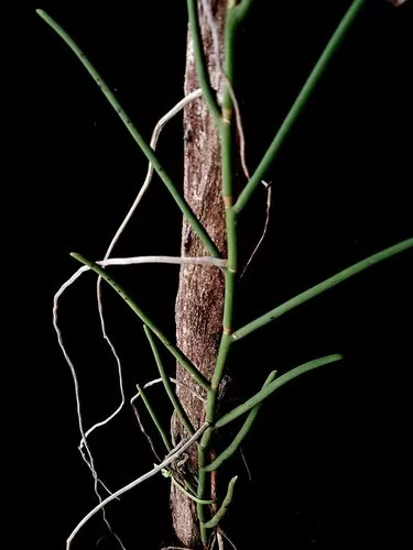 Orquídea Papilionanthe Teres Tipo (ex Vanda) Planta Adulta