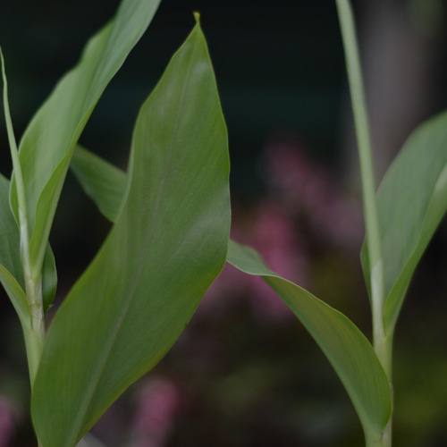 Cardamomo Planta