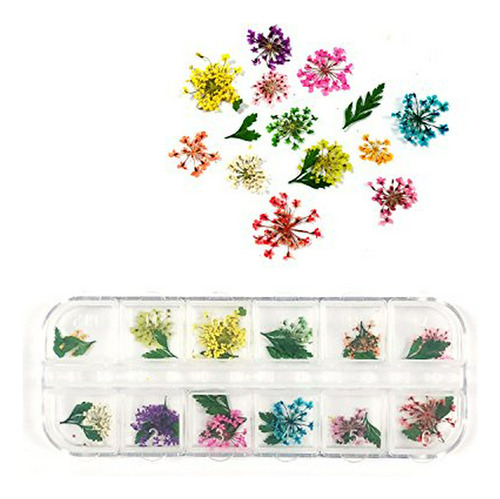 Equipo Para Decorar Uñas Allydrew Real Dry Flowers Nail Art 