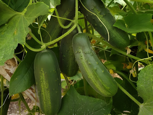 Pepino Spickler F1 Super Max De 1 Mil Sem De Us Agriseeds