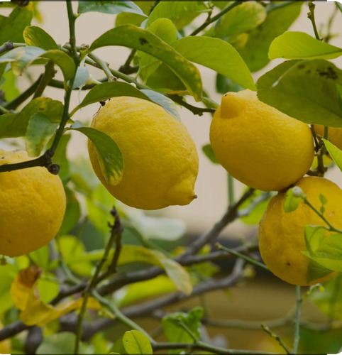 Vta Campo Con Limones Y 2 Hectáreas De Naranjas Para Jugoen