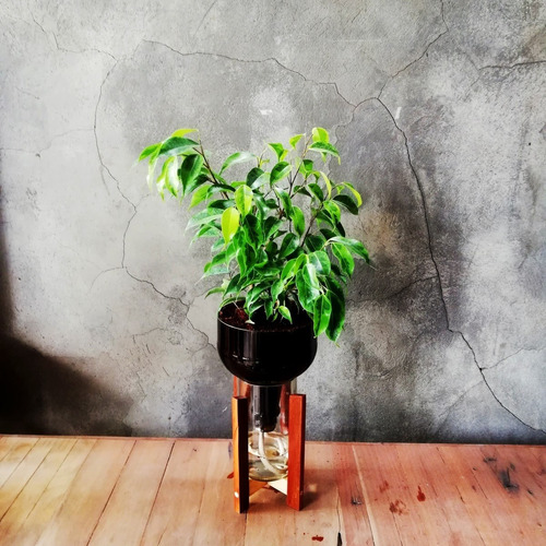 Imagen 2 de 10 de Ficus Benjamina Little Plant 27 Con Soporte, Autorregante