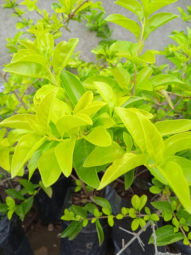 Plantas De Jardín