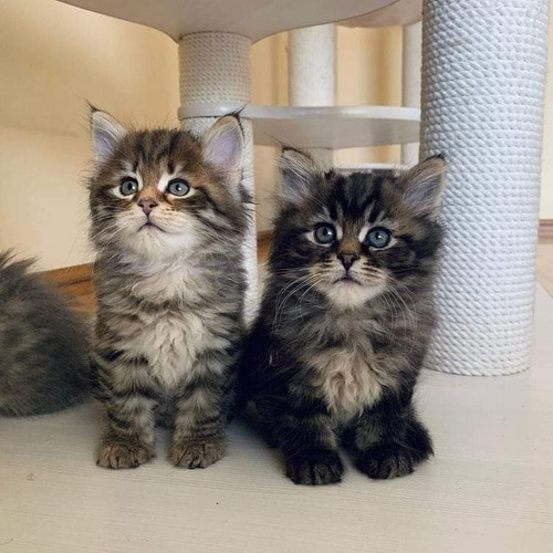 Maine Coon Gigantes Gatitos