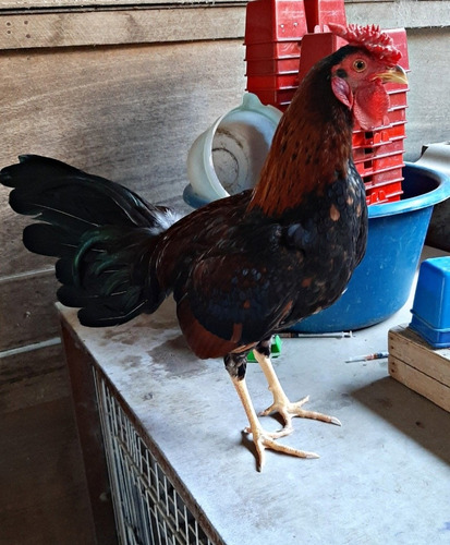 Gallos Finos Piqueros S/500sol