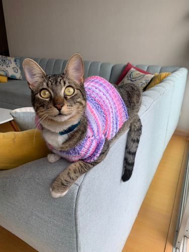 Chompa De Lana Para Gato Hecha A Mano
