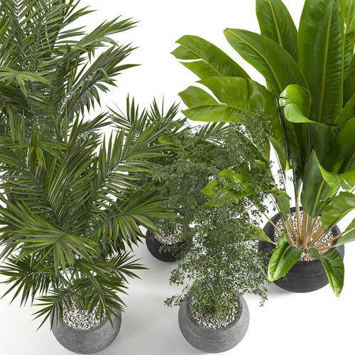 Pack Objetos Plantas Interior Exterior Render 3d Bim Obj Mtl