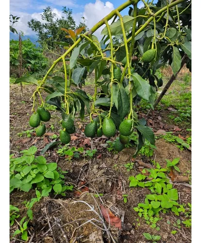 Se Vende Finca En Produccion Aguacate Hass Pijao Quindio