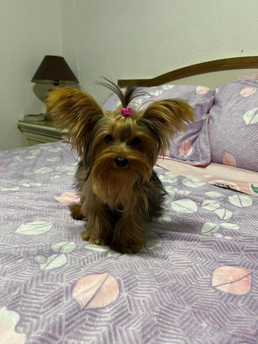 Yorkshire Hermoso Hembra Y Macho Disponible