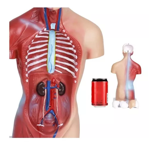 Torso Humano 28 Cm - Modelo Anatómico Órganos Extraíbles