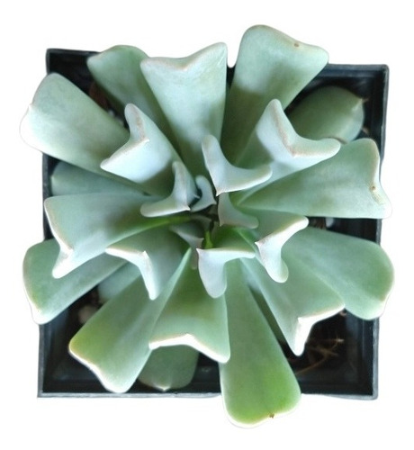 Echeveria Runyonii Pack 30 Pzas Envio Gratis