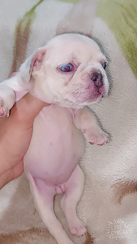 Bulldog Frances Lilac Ojos Azules