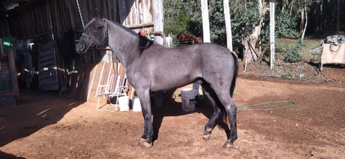 Caballo Criollo Pi,  Naranjillo La Invernada  Rp5637.