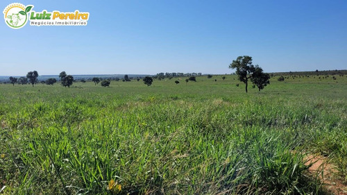 Imagem 7 de 15 de Fazenda À Venda Em Ribas Do Rio Pardo - Ms - 110 Hectares (pecuária) - 2122