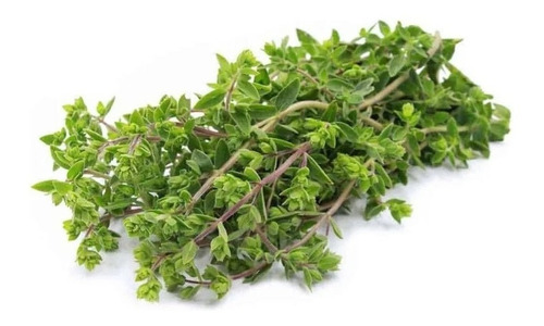 500 Semillas De Mejorana -calidad Premium- Origanum Majorana