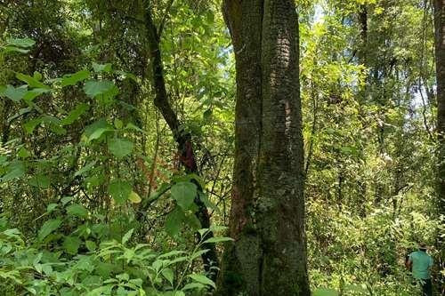 Imagen 12 de 22 de Venta De Terreno En Valle De Bravo Con Desarrollo De Rancho