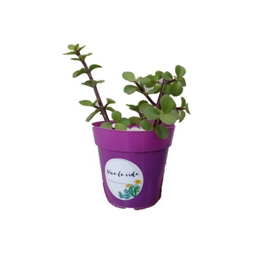 Pack 25 Plantas Suculentas-cactus N8 Personalizado 