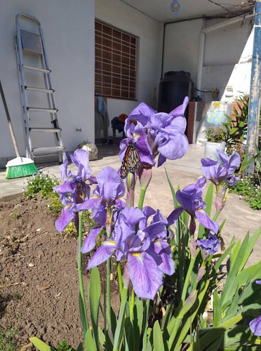 Lirio Germanico Azul X 4 Unidades - Iris Azul