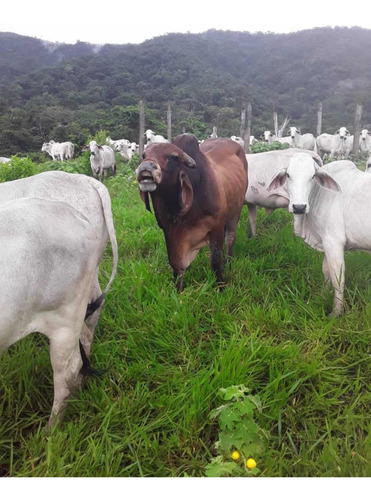 Imagen 6 de 23 de Finca Productivo En Tachira