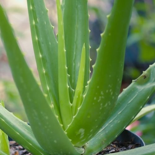 Aloe Vera , Envío Gratis A Todo El País