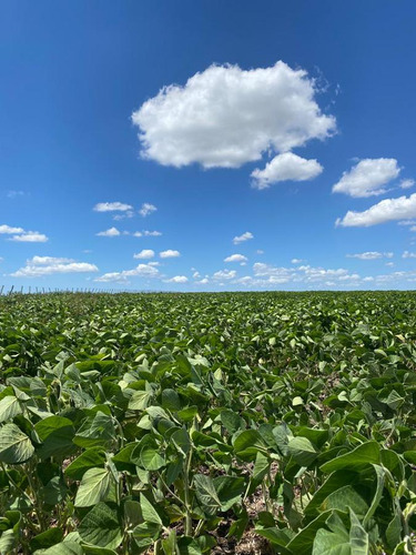 Imagen 10 de 23 de Campo Agrícola En Gualeguaychú (camino De Rojas)