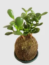 Comprar Árbol De La Abundancia En Kokedama Crassula Ovata Envíos