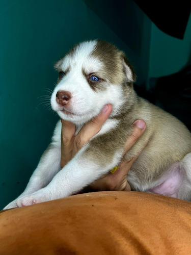 Se Venden Lobo Siberiano Husky