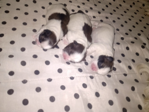 Imagem 1 de 4 de Shih Tzu