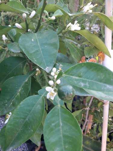 Arbol De Pomelos Amarillos