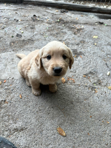 Cachorros Golden Retriever