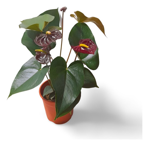 Planta Anthurium Andreanum Nombre Común