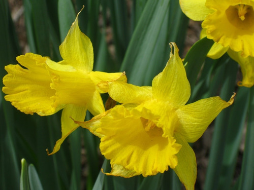 Imagen 1 de 4 de Bulbos De Narciso Amarillo Bulbo Grande (x5 Bulbos)