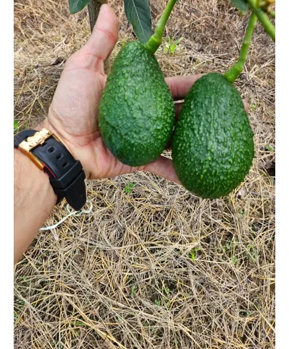 Se Vende Finca En Produccion Aguacate Hass Pijao Quindio