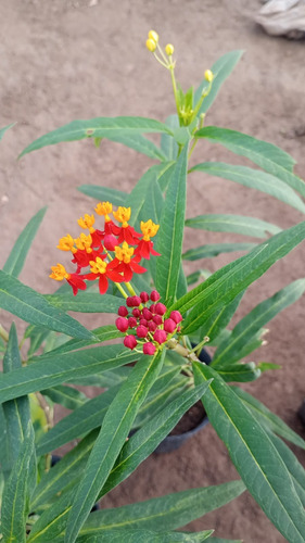 Asclepias 3lts Planta Atrae Mariposas Monarca