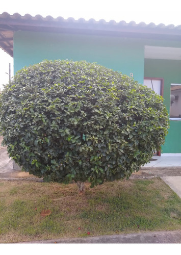 Casa 2 Quartos 1 Com Suíte