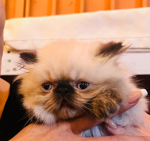 Gato Persa Con Documentos Y Chip Internacional