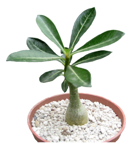Adenium Rosa