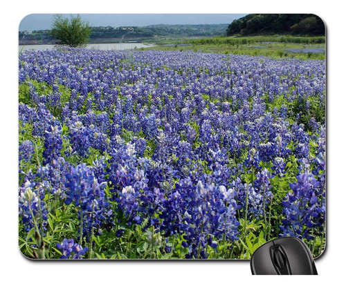 Blue Bonnets Texa Austin Paisaje Verde Primavera