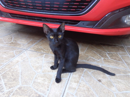 Doacao De Gato Femea 5 Meses Itanhaem Sp
