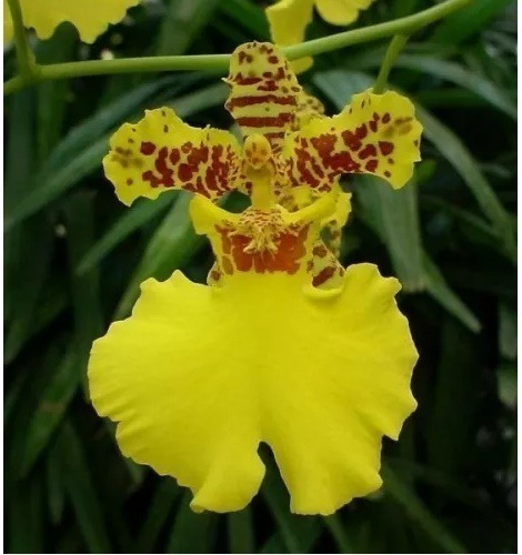 10 Mudas De Orquídea Oncidium - Chuva E Charry 12 Cm Mudas | Parcelamento  sem juros