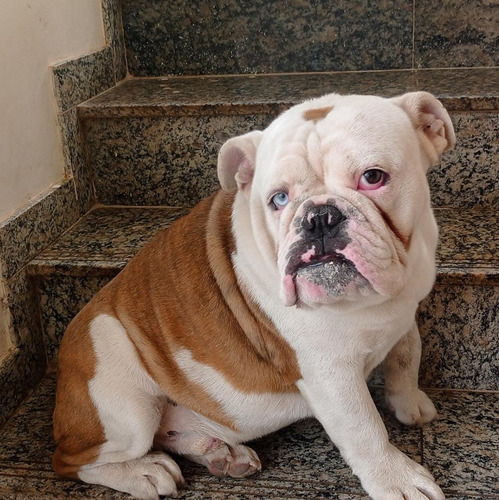 Imagem 1 de 8 de Bulldog Inglês Exótico Disponível