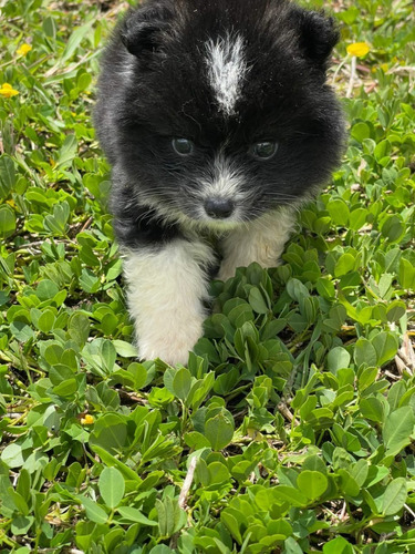 Cachorros Pomsky Pomski Perros Hermosos Mascotas