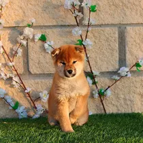 Comprar Cachorro Shiba Inu