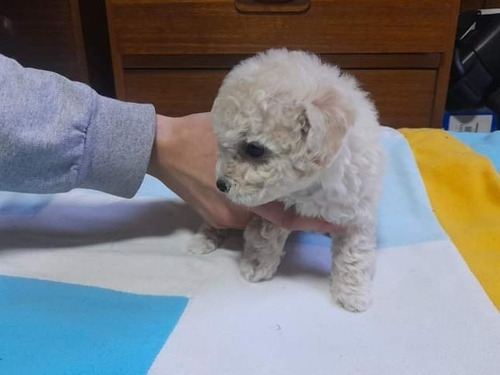 Hermosos Cachorros Poodle Toy 