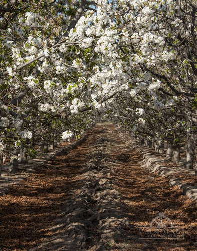 Campo - Finca Productiva De Primer Nivel, Mendoza, 80 Hectareas