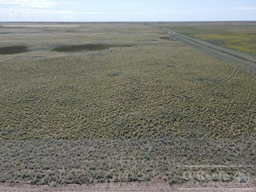 Campo En Venta De 27950 Has En Gral Alvear Mendoza. Armada Para Cria/recria
