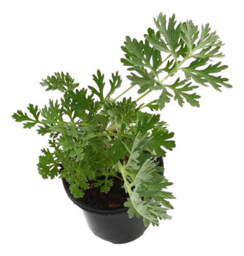 Planta Ajenjo Vivo